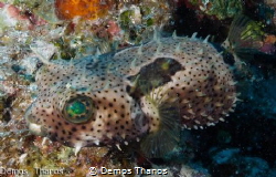 Spotted burr fish at Killer Pillar by Demos Thanos 